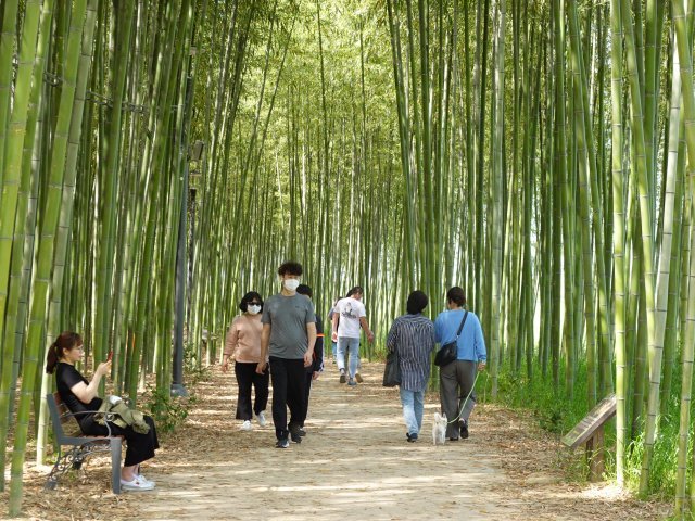 사성암 근처의 섬진강 대나무 숲길. 구례군민과 관광객들이 즐겨 찾는 산책 코스다.