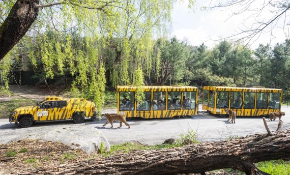 관람객들이 탄 열차 형태의 ‘사파리월드 와일드 트램’ 주변을 호랑이들이 어슬렁거리고 있다. 삼성물산 제공