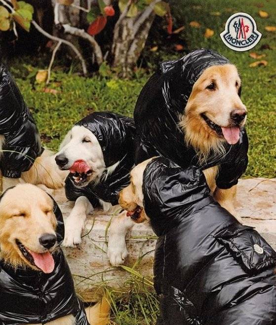 명품 패딩 몽클레르를 착용한 골든 리트리버. 가격은 50~60만원선이다. 사진 몽클레르