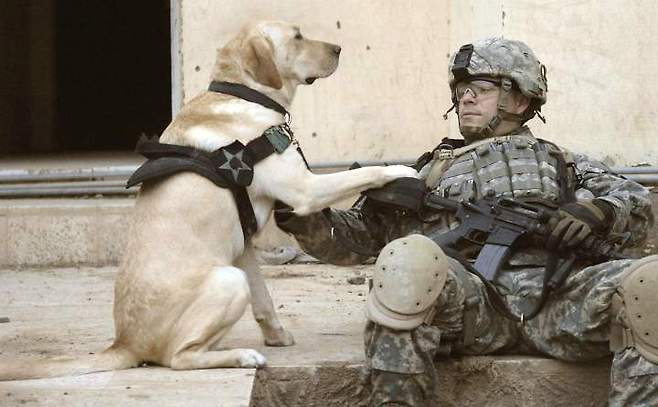 출처: Soldiers with their dogs and cats in war zones