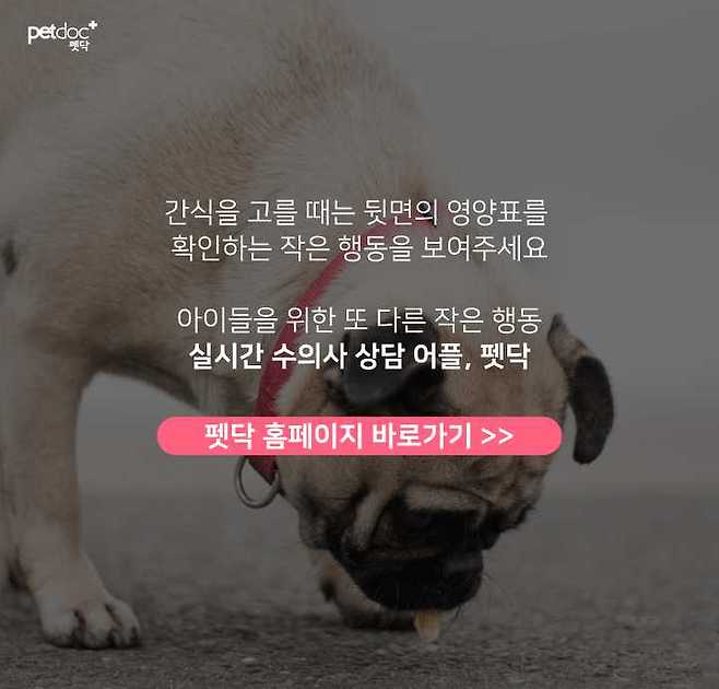 출처: 펫닥홈페이지