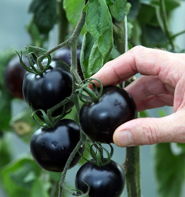 출처: http://charismaticplanet.com/first-black-tomatoes-helps-in-fight-cancer/