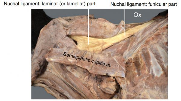 출처: Guide to ruminant anatomy dissection and clinical aspects
