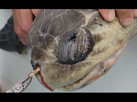 출처: 유튜브/Sea Turtle Biologist