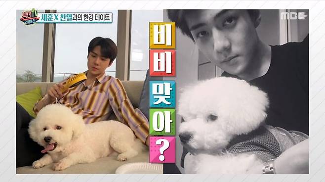 출처: 비비를 비비빅!으로 만든 강아지'확대'범 세훈