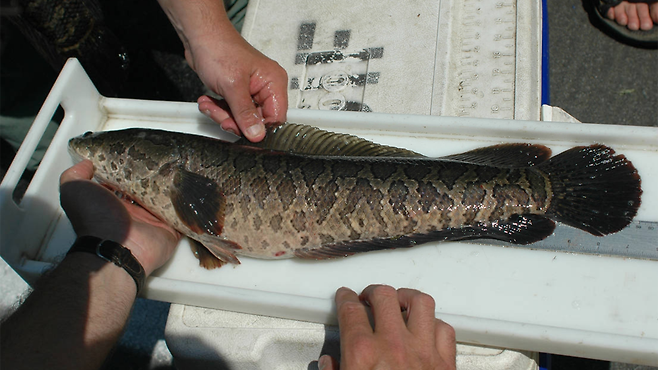 출처: United States Fish and Wildlife Service handout