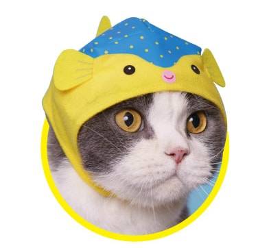 출처: cat-press.com