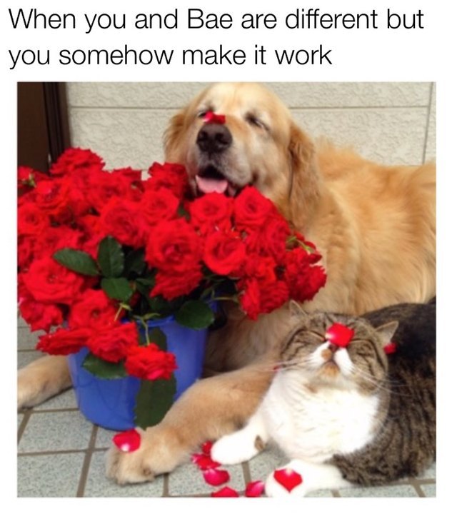 출처: https://www.cuteness.com/13709759/18-hilarious-valentines-day-memes-to-share-with-your-boo