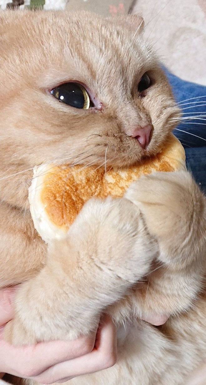 출처: Apparently, Cats Are Addicted To Bread, And One Person Explains Why