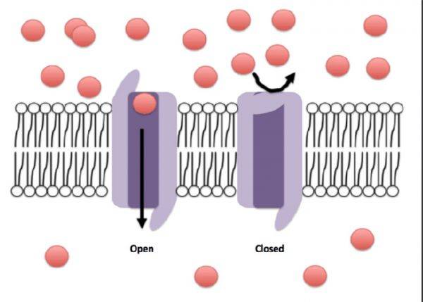 출처: Efazzari, CC BY-SA