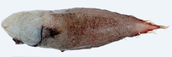 출처: John Pogonoski, CSIRO Australian National Fish Collection