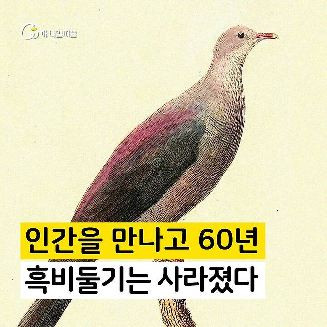 출처: 장노아 화가 <인간 만나고 60년…흑비둘기는 사라졌다 >