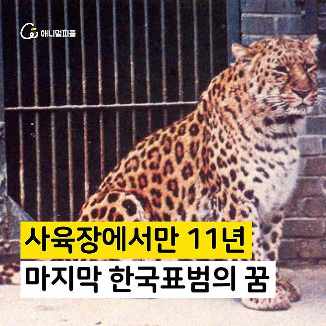출처: 장노아 화가 <산에서 1년, 사육장에서 11년…마지막 한국표범>