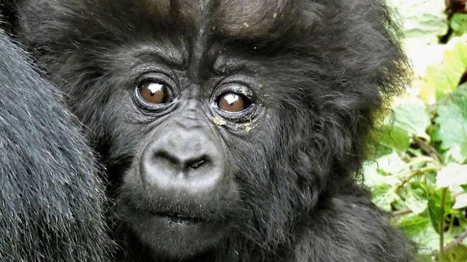 출처: Dian Fossey Gorilla Fund