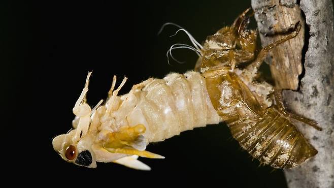 이 매미들은 땅 속에서 아주 아주 천천히 자란다