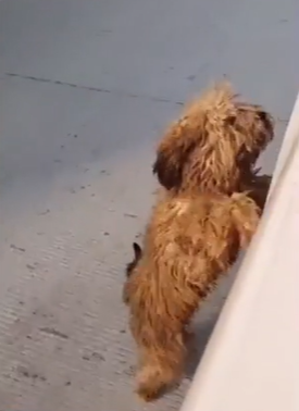 출처: https://www.express.co.uk/news/nature/1411861/dog-news-stray-missing-6-months-reunited-with-owners-joy-viral-video