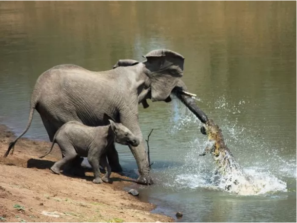 출처: https://en.goodtimes.my/2017/09/18/crocodile-attacks-mother-elephant-brave-baby-elephant-comes-mothers-rescue-brilliant-trick/