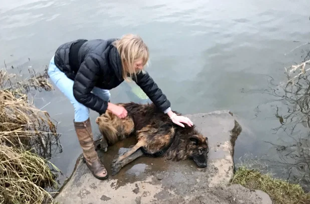 출처: https://www.thescottishsun.co.uk/news/6796478/woman-fined-drowning-dog-river-trent/