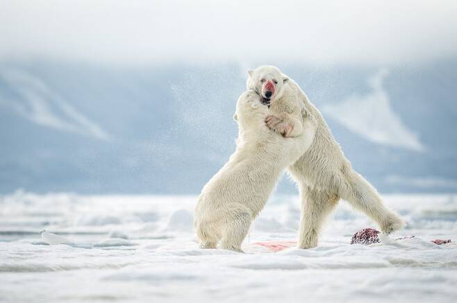 출처: https://www.storytrender.com/114860/hungry-polar-bears-fight-for-survival-before-eventually-calling-a-truce-and-sharing-a-meal-together/