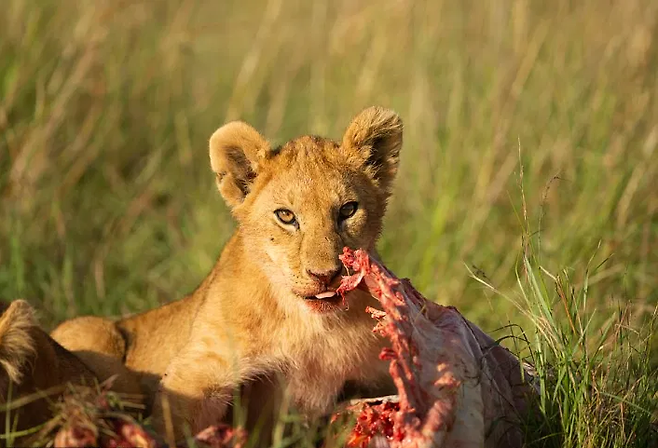 출처: https://www.tech-gate.org/usa/2021/03/26/im-in-urgent-need-of-a-tummy-rub-lion-cub-shows-off-its-very-full-belly-after-feasting-on-a-zebra/