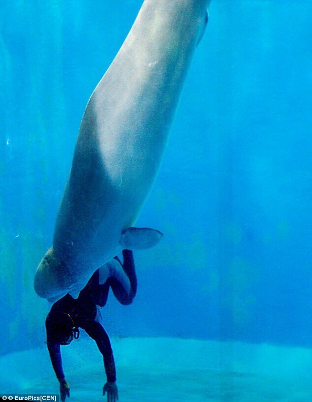 출처: https://www.dailymail.co.uk/news/article-1202941/Pictured-The-moment-Mila-brave-Beluga-whale-saved-stricken-divers-life-pushing-surface.html