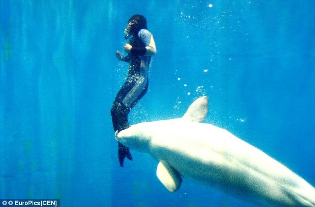출처: https://www.dailymail.co.uk/news/article-1202941/Pictured-The-moment-Mila-brave-Beluga-whale-saved-stricken-divers-life-pushing-surface.html