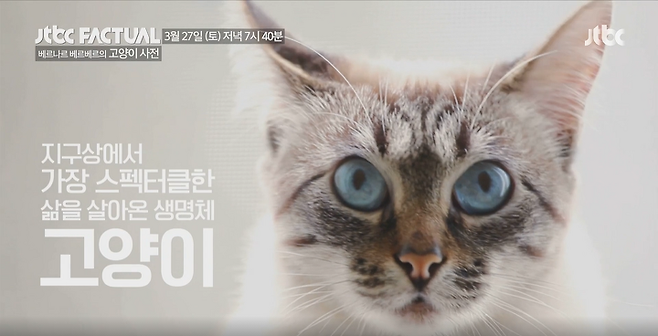 출처: JTBC, 『베르나르 베르베르의 고양이 사전』 예고편 캡쳐