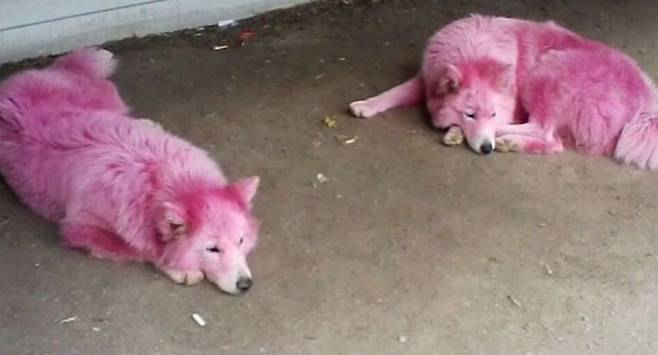 출처: https://sputniknews.com/art_living/201706281055047252-mistreated-pink-pooches-rescued/