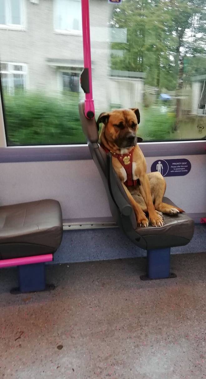 출처: https://www.today.com/pets/sad-dog-photographed-riding-bus-alone-england-t165605