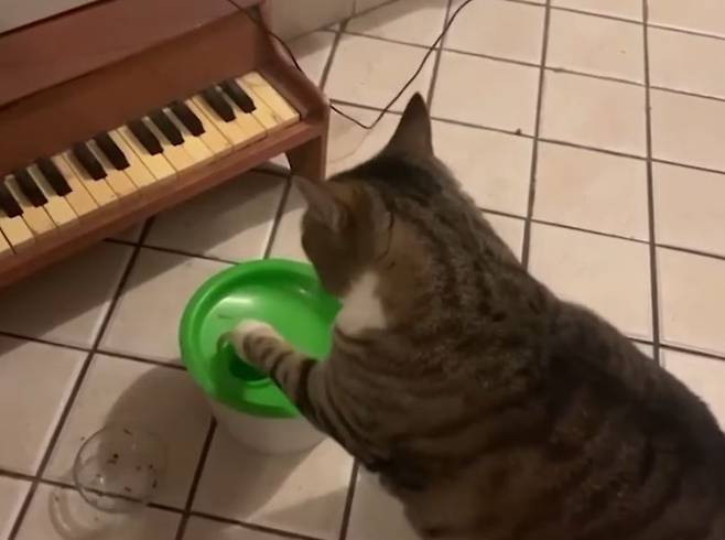 출처: https://nypost.com/2020/08/11/cleve-cat-plays-piano-to-tell-his-owners-when-hes-hungry/