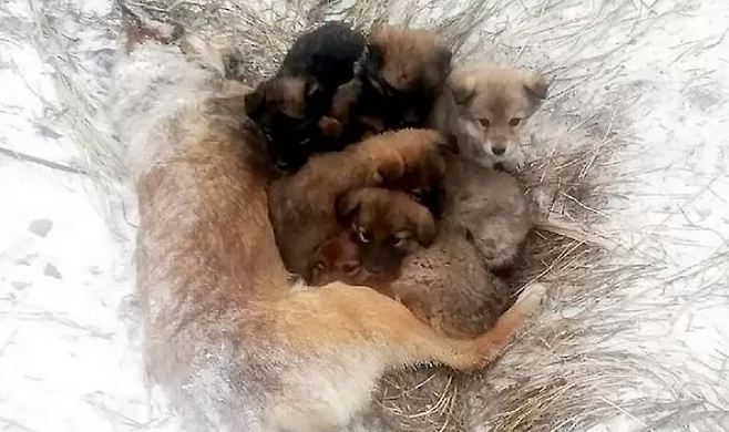 출처: https://www.dailymail.co.uk/news/article-9062737/Orphaned-puppies-clinging-mothers-body-Russia.html