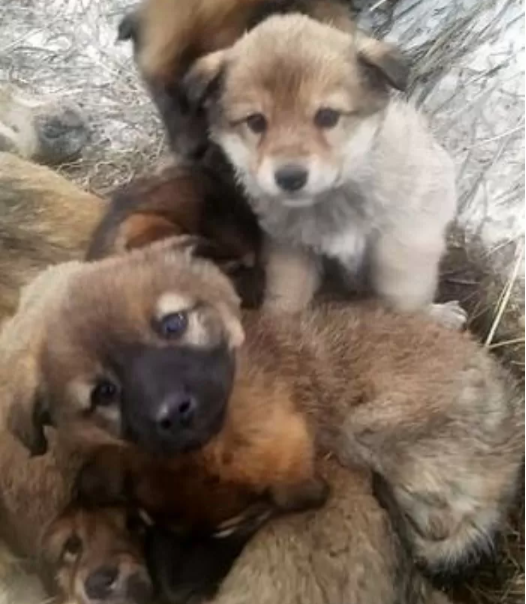 출처: https://www.dailymail.co.uk/news/article-9062737/Orphaned-puppies-clinging-mothers-body-Russia.html