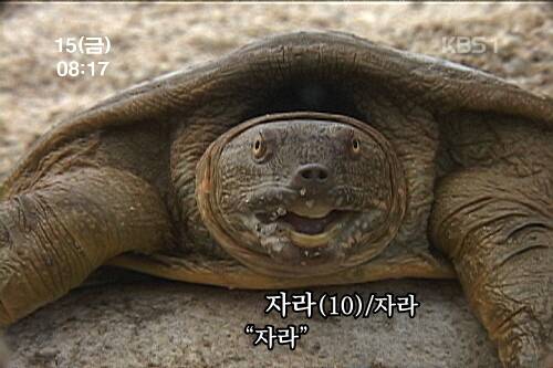 출처: 커뮤니티