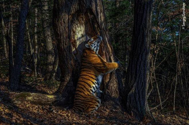 출처: Sergey Gorshkov l Wildlife Photographer of the Year