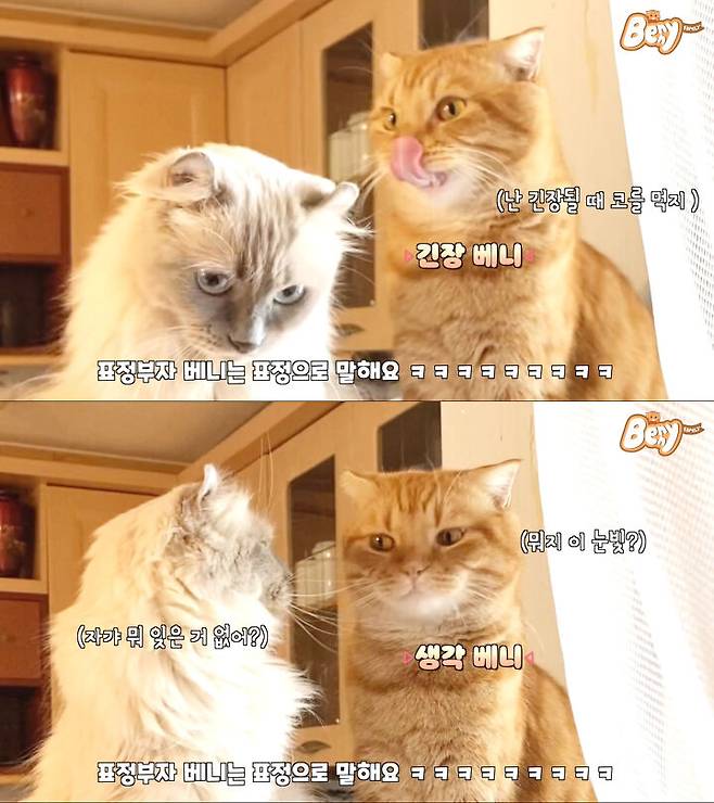 출처: 유튜브 베니패밀리 채널