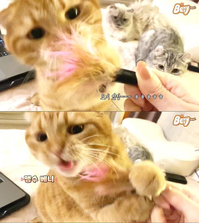 출처: 유튜브 베니패밀리 채널