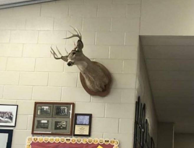 미국 고교생 졸업반 학생들 장난치다 무더기 정학 사슴 박제를 삐딱하게 기울여 놓았다. 미국 지역 매체 뉴스4 머건 버렐 트위터. 재판매 및 DB 금지.