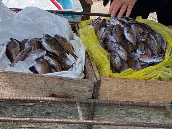 지난 27일 제주도 서귀포시 모슬포항 인근 해역에서 잡힌 자리돔들. 최충일 기자