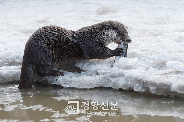 강원 화천군 한국수달연구센터에서 보호 중인 수달의 모습. 경향신문 자료사진.