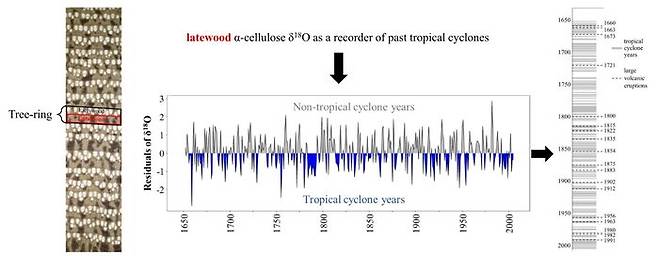 파란색이 태풍의 영향이 강했던 해인데, 18산소동위원소비율이 음의 값을 보이고 있음. 오른쪽 실선은 태풍이 있었던 해, 점선은 화산폭발이 있었던 해인데 폭발 직후 1~2년은 태풍이 강하지 않음을 알 수 있음