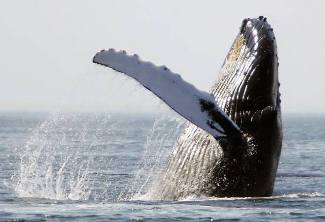 혹등고래. (보스턴 헤럴드 갈무리) © 뉴스1
