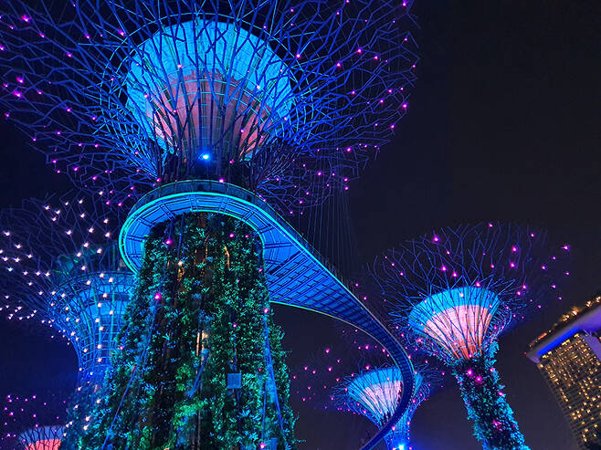 싱가포르 `가든스 바이 더 베이` 야외 정원의 야경. 벽에서 각종 식물들이 자라는 나무 형상의 인공 구조물에 색색의 조명이 켜졌다. /사진=송경은 기자