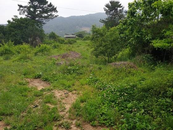 지난달 24일 전북 김제시 금구면. 2011년 4월 현금 110억원이 나온 '김제 마늘밭 사건'이 벌어진 곳이다. 10년 만에 잡초가 무성한 황무지로 변했다. 김제=김준희 기자