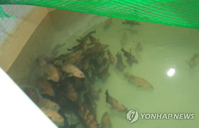 수조에서 헤엄치는 붉바리 (제주=연합뉴스) 백나용 기자 = 제주대학교 해양과학연구소 제주양식어류번식육종평가센터는 2013년부터 올해까지 해양수산부의 골든 씨드 프로젝트로 '붉바리 우량종자 개발과 국내외 산업화'를 추진해 오고 있다고 18일 밝혔다. 사진은 지난 17일 센터 내 어류사육동에서 헤엄치는 붉바리. 2021.6.18 dragon.me@yna.co.kr