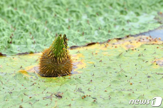 경북 포항시 남구 연일읍 한 저수지에서 한해살이 부엽(浮葉)식물인 가시연꽃이 꽃망울을 떠뜨릴 준비를 하고 있다. 가시연꽃은 7월에서 8월말에 보라색 꽃을 피운다. (뉴스1 자료)2021.6.22/© News1 최창호 기자