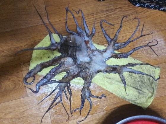 23일 경남 사천지역 어민들에 따르면 지난 15일 고성군 경계 해상에서 조업하던 중 다리가 32개인 문어가 잡혔다. 연합뉴스