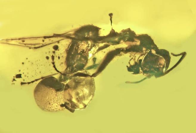 옆에서 본 왕개미와 균류의 모습.(사진=GeorgePoinar et al., Fungal Biology (2021))