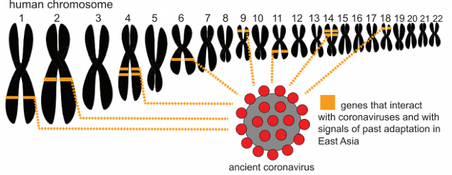 연구진은 고대 코로나바이러스가 인간의 유전체에 남긴 유전자가 총 420개라고 밝혔다. 특히 이는 동아시아 지역의 유전체에서만 확인됐다. 커런트 바이올로지 제공