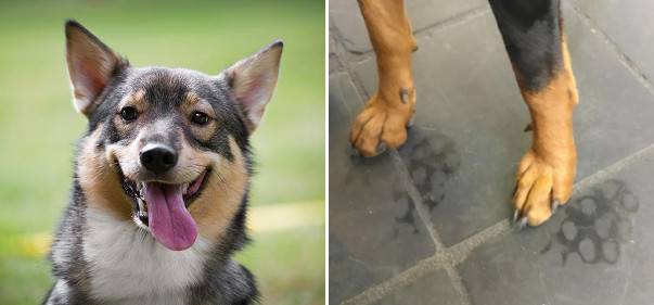 체온 조절을 위해 혓바닥을 내밀고 숨을 몰아쉬는 개. 오른쪽 사진은 여름철 흔히 볼 수 있는 개 발자국. 동물의 땀샘은 주로 발바닥에 있다. 미국애견협회(AKC)·Reddit 캡처