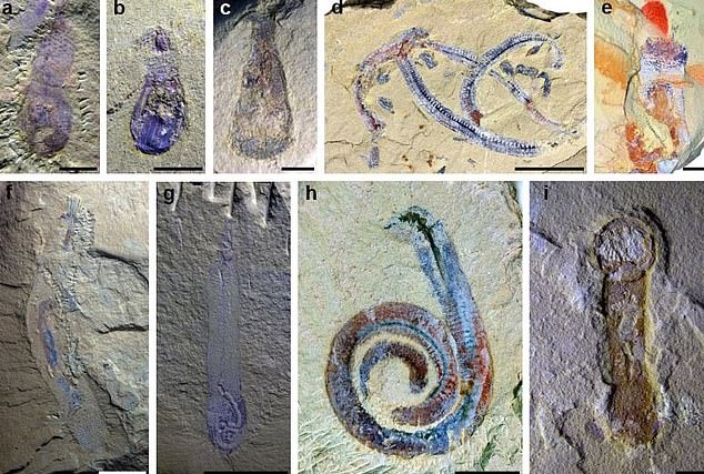 중국 남부 윈난성 쿤밍 인근에서  5억 4100만~4억 8800만 년 전 지구상에 서식했던 곤충과 벌레, 갑각류 등 최소 118종의 화석 2800개 이상이 발견됐다.
